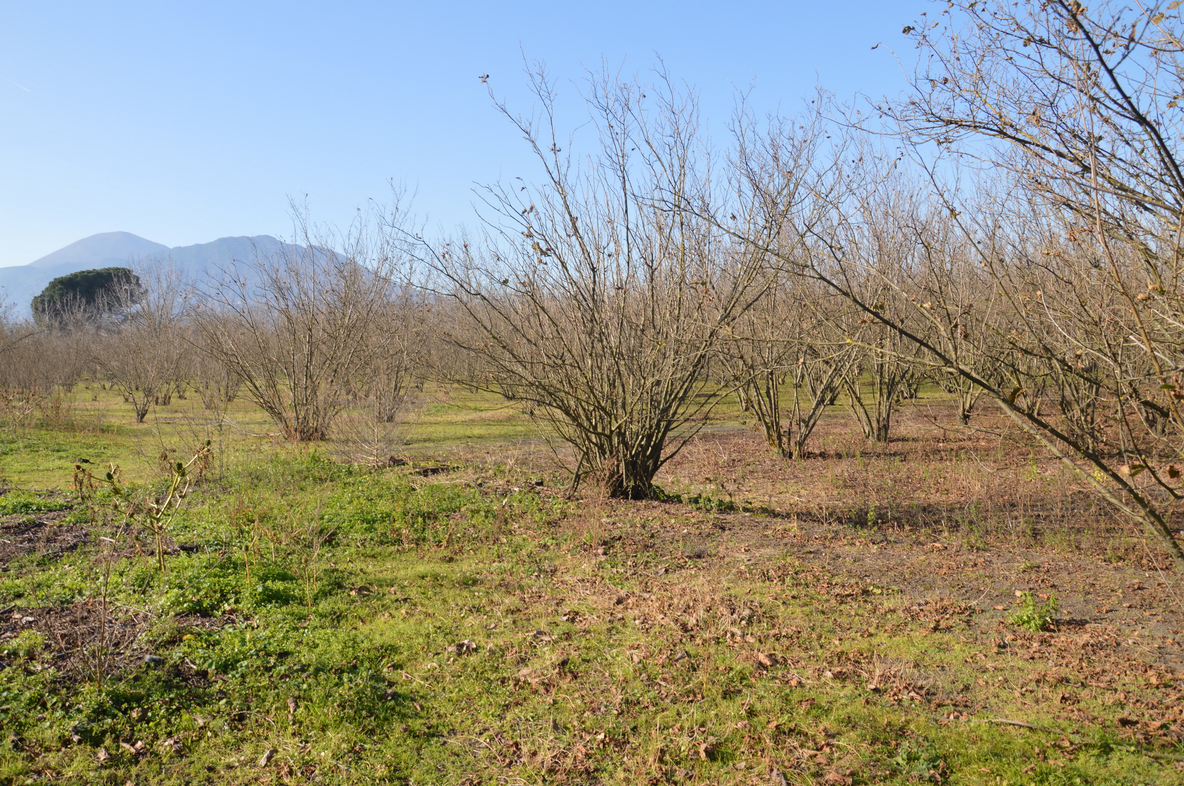 Terreno Agricolo